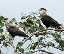 Crested Caracara (cheriway)