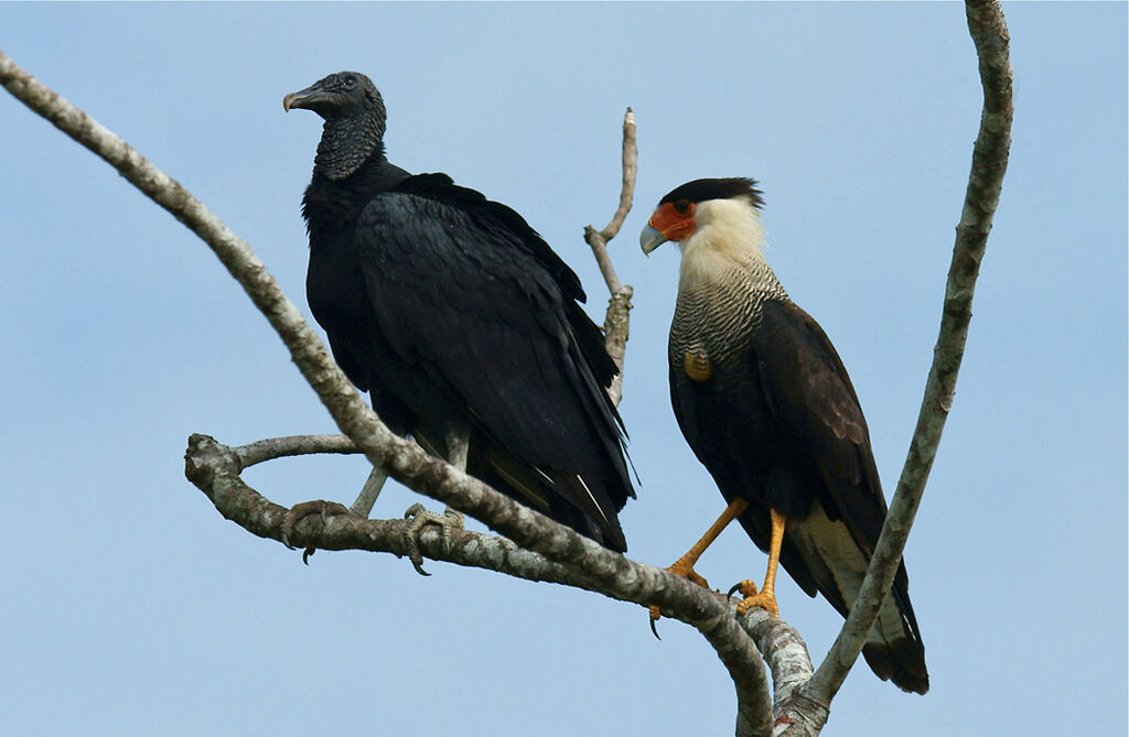 Northern Crested Caracara, identification