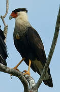 Crested Caracara (cheriway)