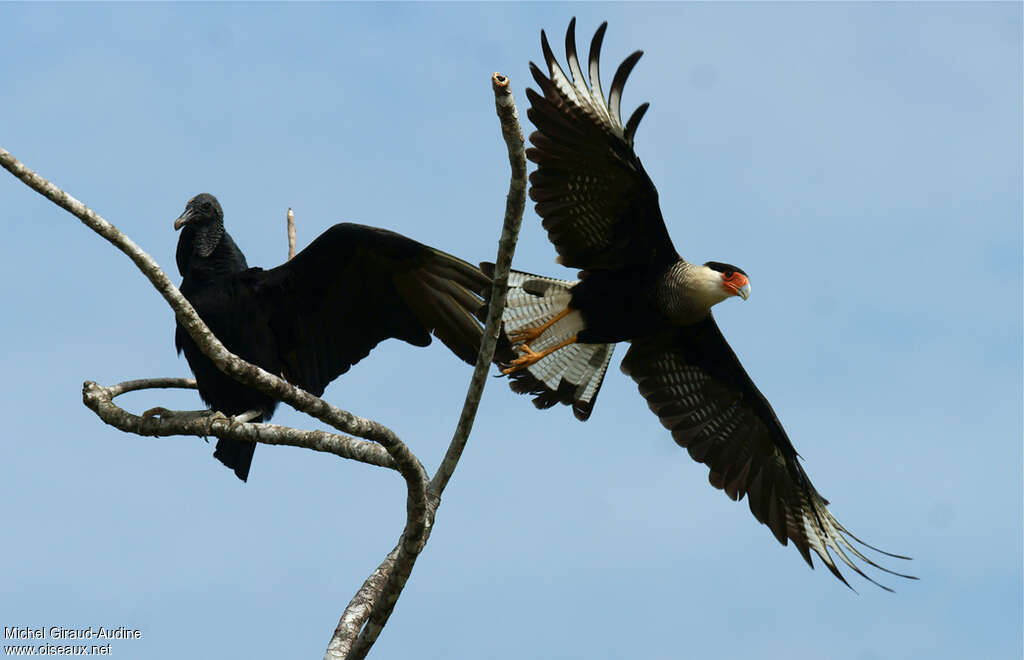 Northern Crested Caracaraadult, aspect, pigmentation, Flight