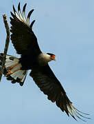 Northern Crested Caracara