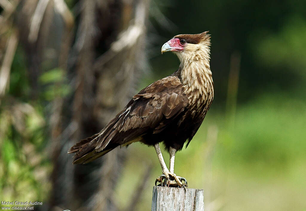 Northern Crested CaracaraSecond year, identification