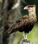 Northern Crested Caracara