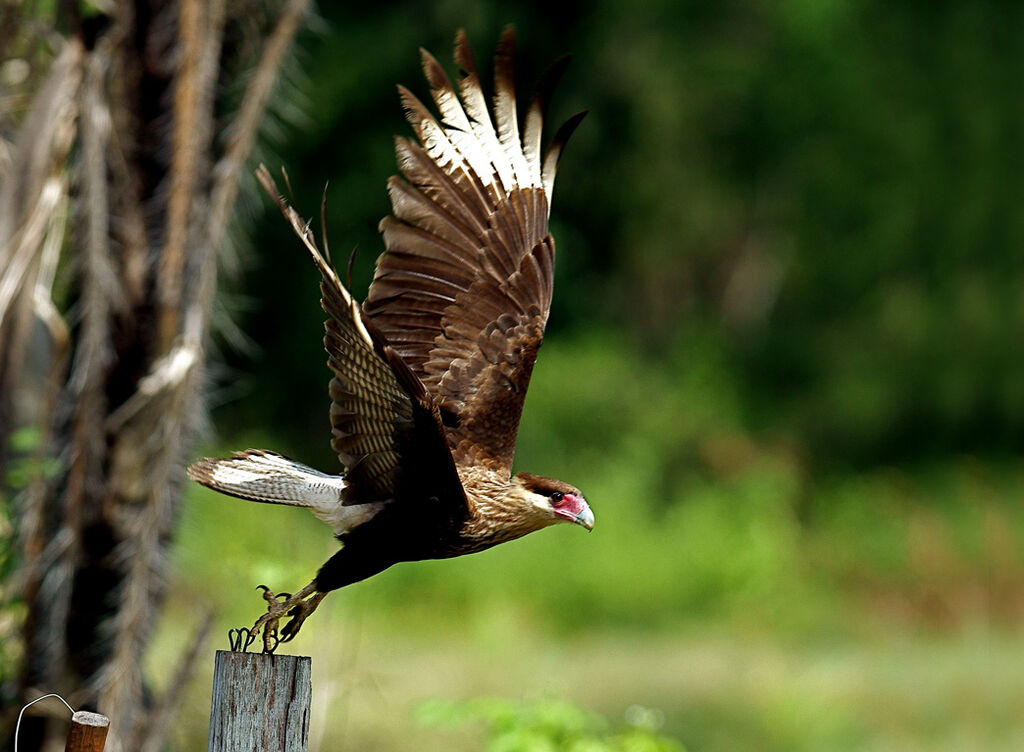 Crested Caracara (cheriway)Second year, identification