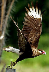 Caracara du Nord