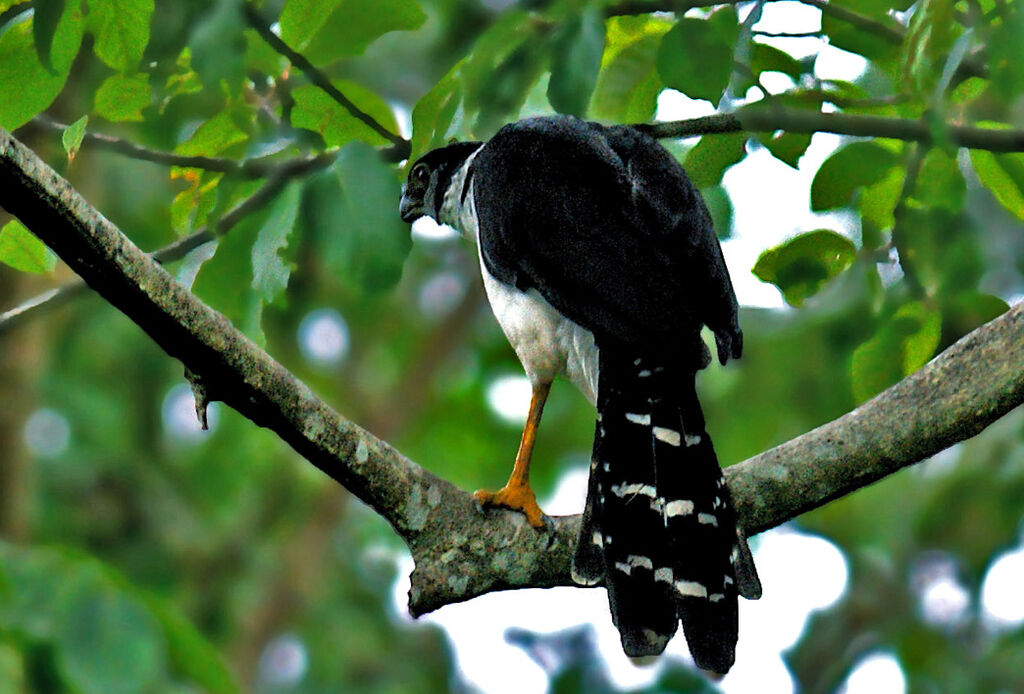 Collared Forest Falcon