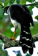 Collared Forest Falcon