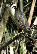 Collared Forest Falcon