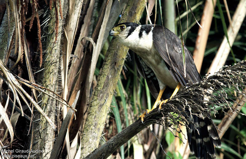 Collared Forest Falconadult