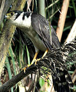 Collared Forest Falcon