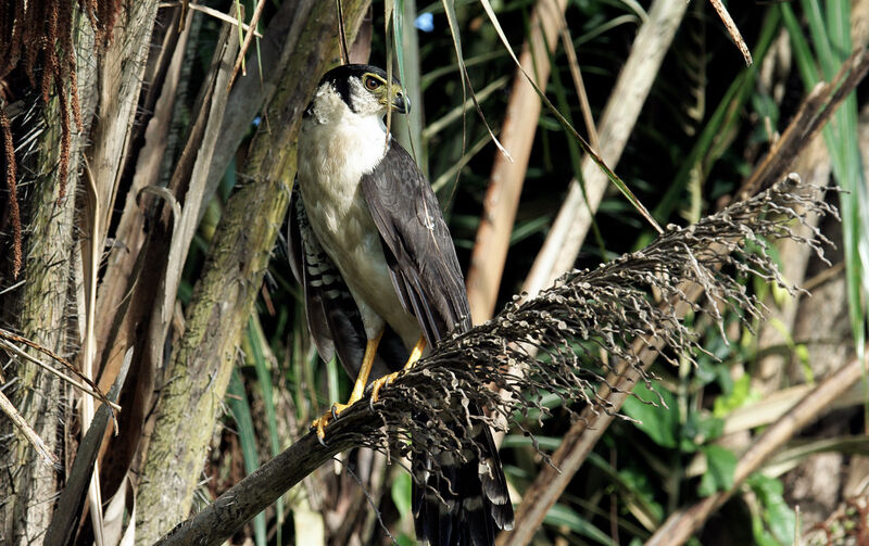Collared Forest Falconadult