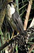 Collared Forest Falcon