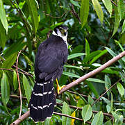 Collared Forest Falcon