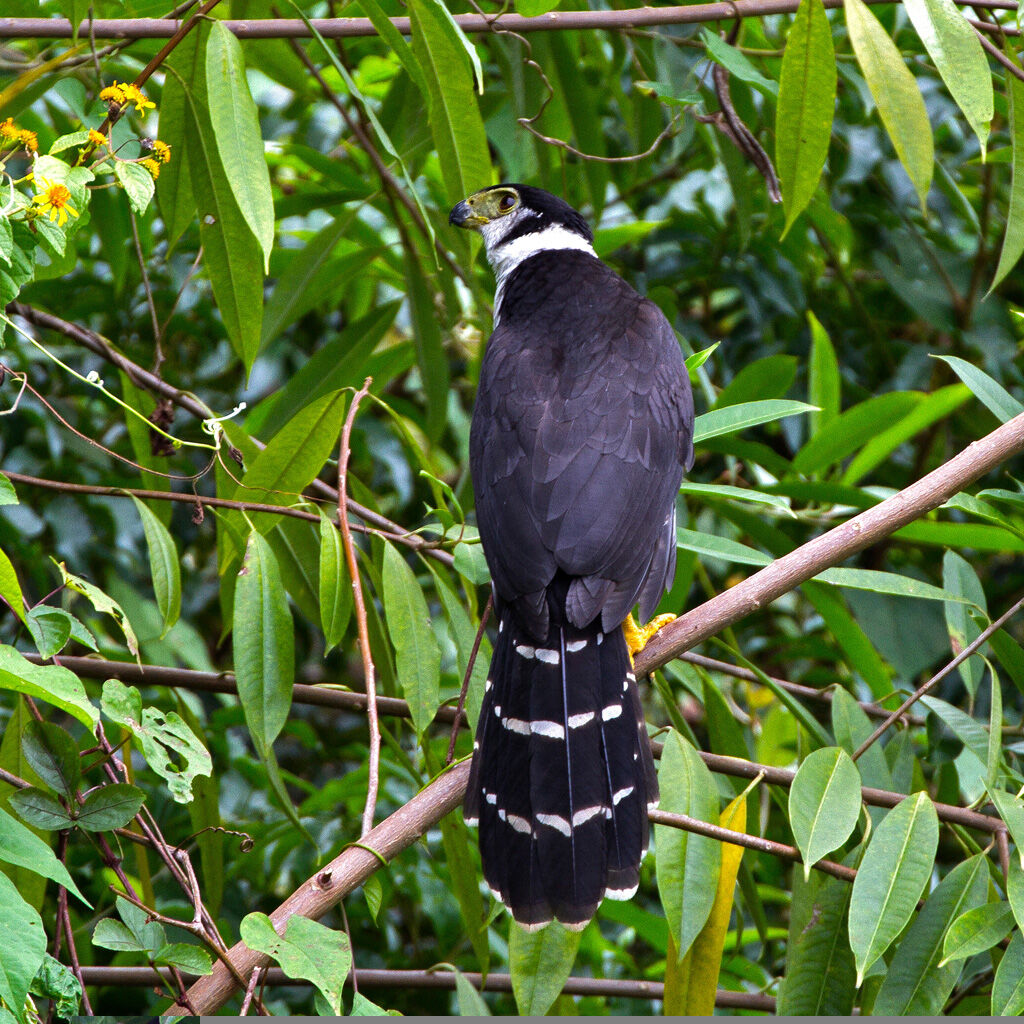 Collared Forest Falconadult