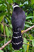 Collared Forest Falcon