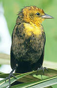 Yellow-hooded Blackbird