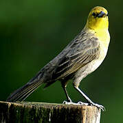 Yellow-hooded Blackbird