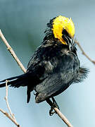 Yellow-hooded Blackbird