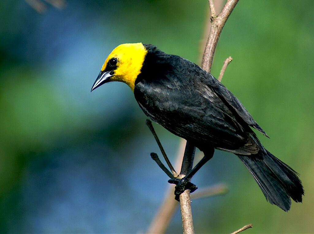 Yellow-hooded Blackbird