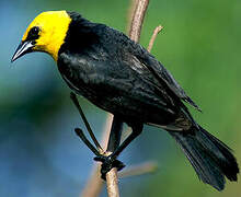 Yellow-hooded Blackbird