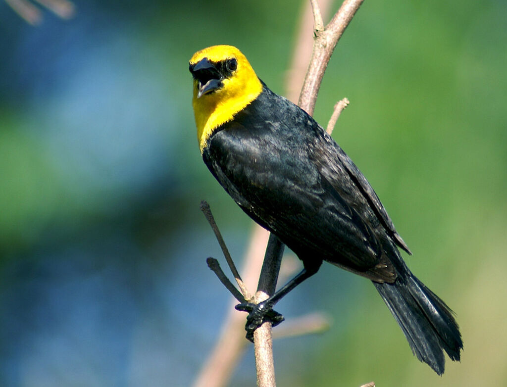 Yellow-hooded Blackbird