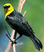 Yellow-hooded Blackbird