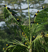 Yellow-hooded Blackbird