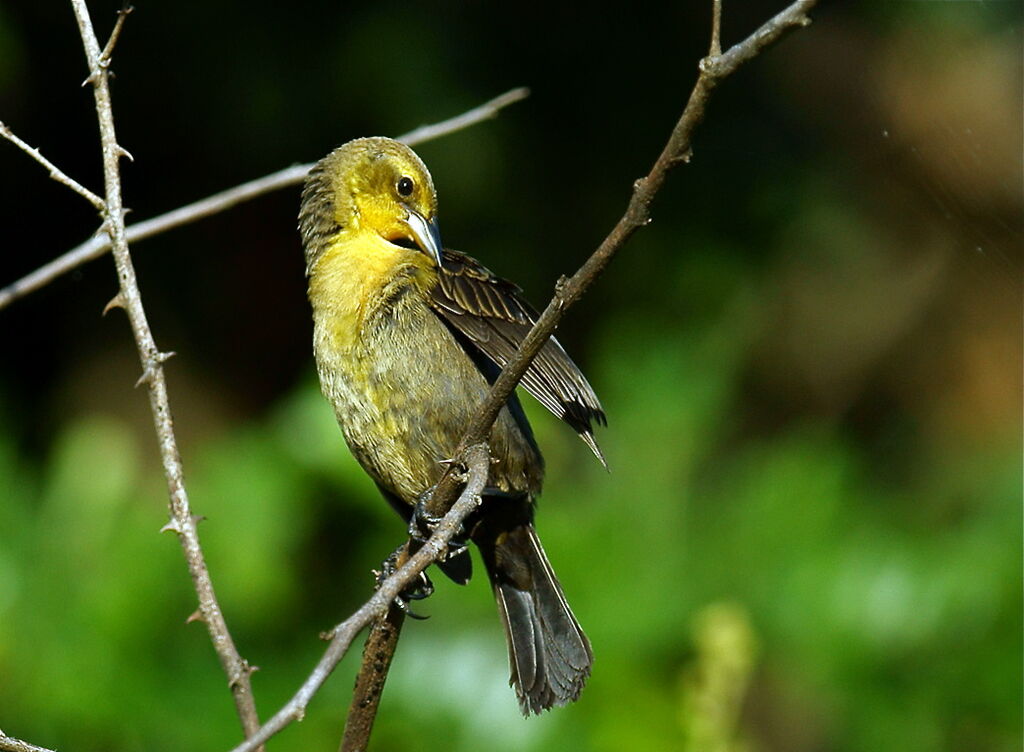 Yellow-hooded Blackbird