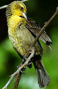 Yellow-hooded Blackbird