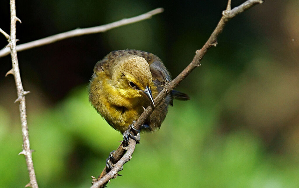 Yellow-hooded Blackbird