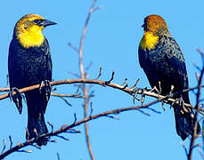 Yellow-hooded Blackbird