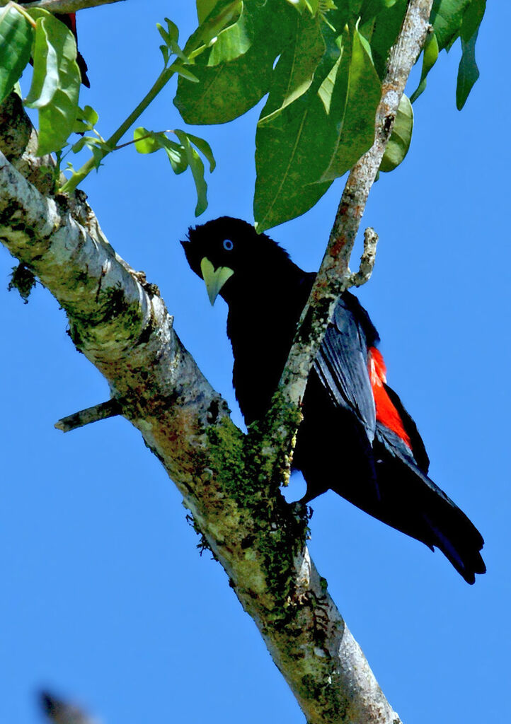 Cassique cul-rouge, identification