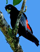 Red-rumped Cacique