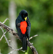 Red-rumped Cacique