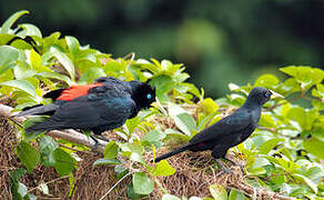 Red-rumped Cacique