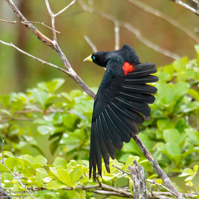 Red-rumped Cacique male adult, aspect