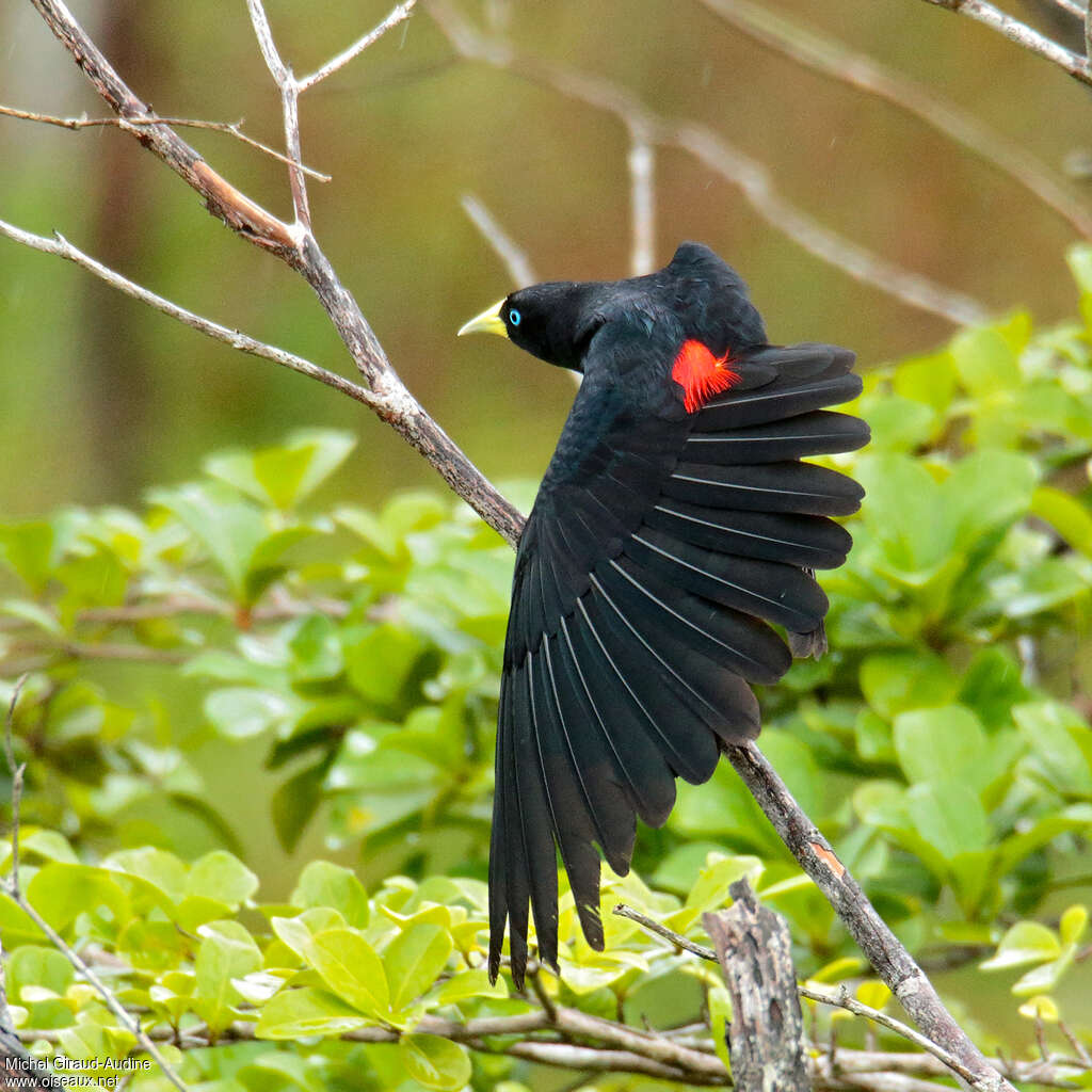 Red-rumped Cacique male adult, aspect