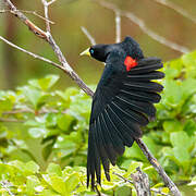 Red-rumped Cacique