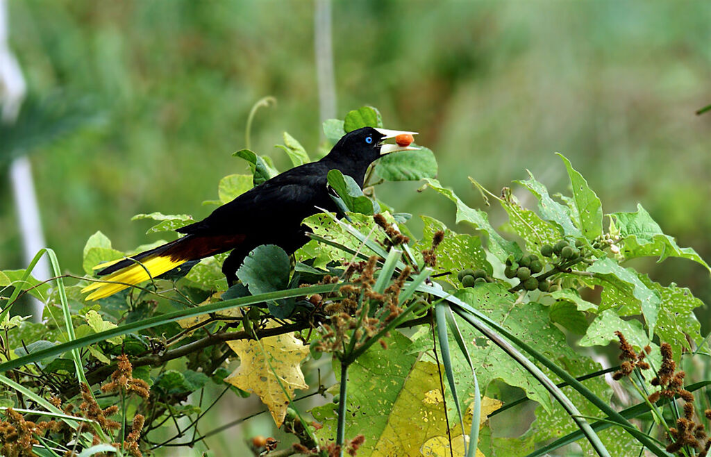 Crested Oropendola