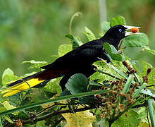 Crested Oropendola