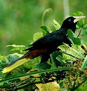 Crested Oropendola