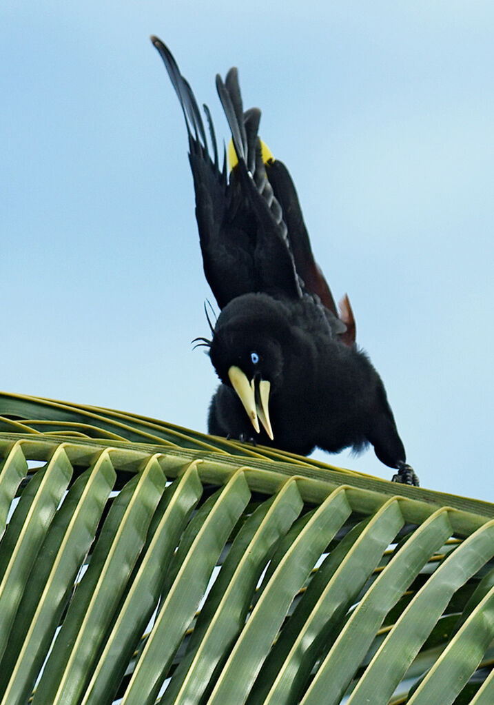 Crested Oropendola male adult