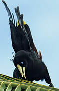 Crested Oropendola