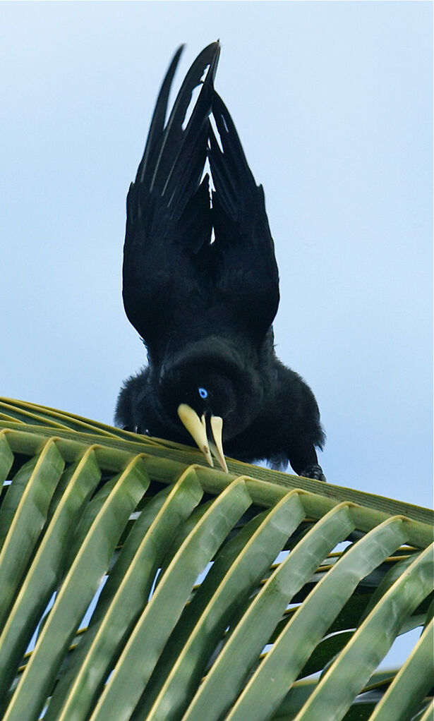 Crested Oropendola male adult