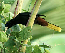 Crested Oropendola