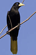 Crested Oropendola