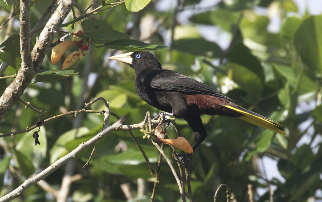 Crested Oropendola