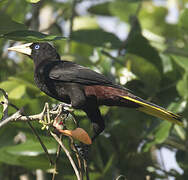 Crested Oropendola