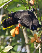 Crested Oropendola