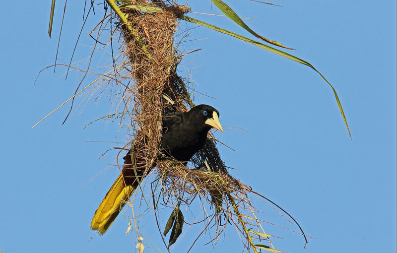 Crested Oropendolaadult, Reproduction-nesting